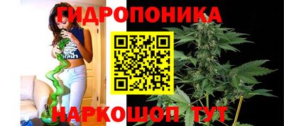 прущие грибы Абакан