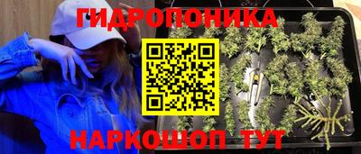 прущие грибы Абакан